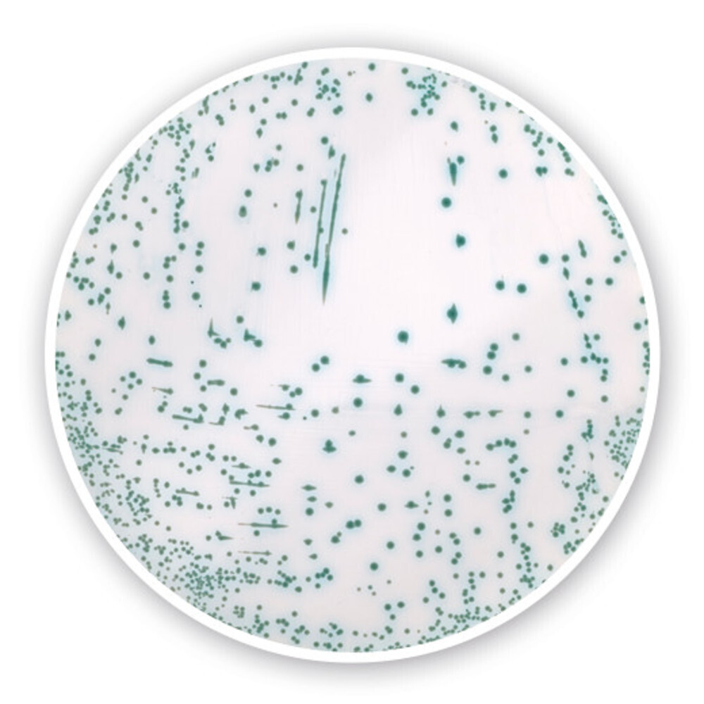 MRSA chromogenic Agar (Base)