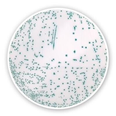 Gélose chromogène SARM (base)