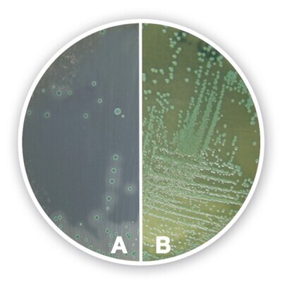 Listeria chromogenic Agar (Base), 500 g