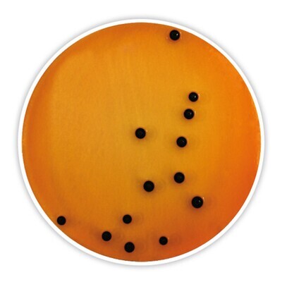 Agar citrato desoxicolato, 500 g