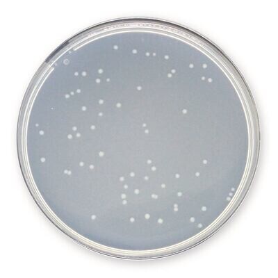 Agar para recuento en placa, 1 kg