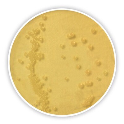 Agar diclorano-glicerolo (base)