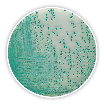 Chromogener TBX-Agar, 100 g