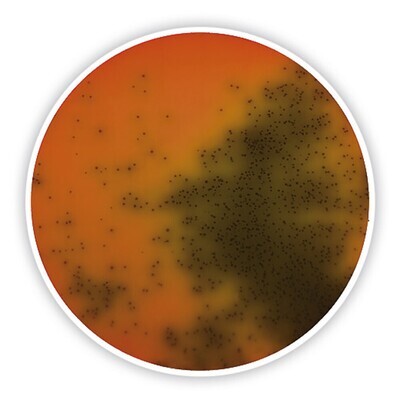 Palcam Listeria Agar (Base)