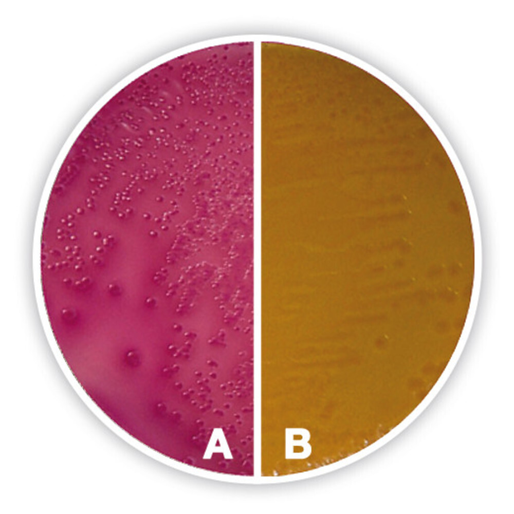 Sorbit-MacConkey-Agar