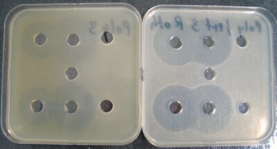 Antibiotic Medium No. 23