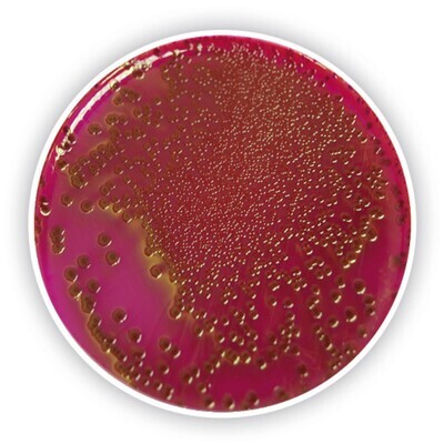 Agar endo (base)