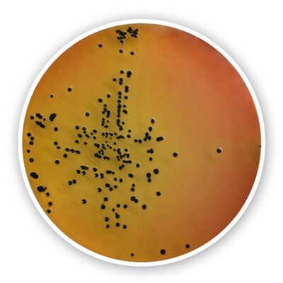 Gélose Salmonella-Shigella