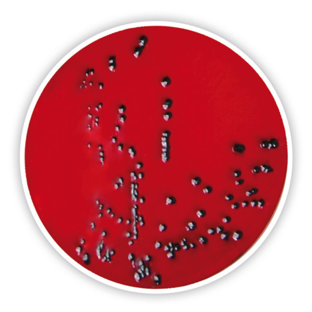 XLD-Agar, 500 g