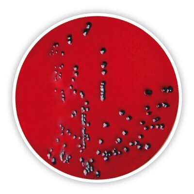 XLD-Agar, 500 g