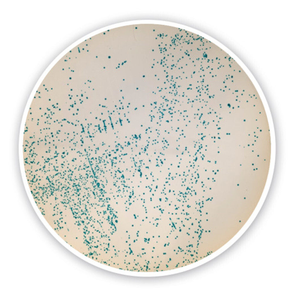 m-EI-chromogenic Agar (Base)