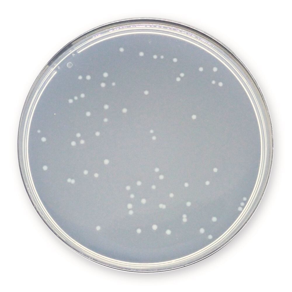 Plate Count Agar, 2.5 kg