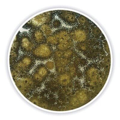 Potato Extract Glucose Agar, 1 kg