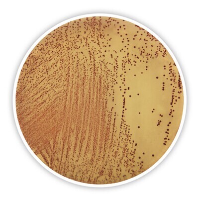 Slanetz-Bartley Medium (with tetrazolium chloride)