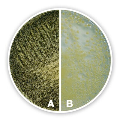 Agar Sabouraud glucosio 4 %, 100 g