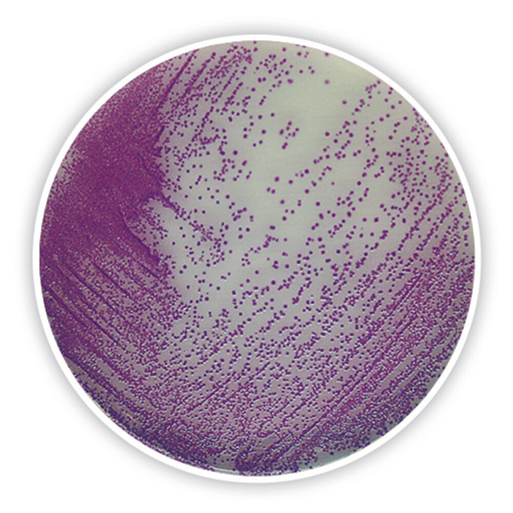 Salmonella chromogenic Agar, 100 g