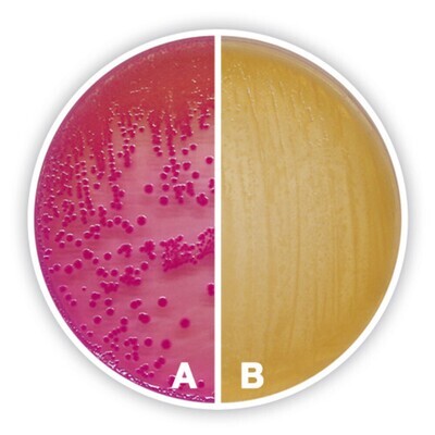 Agar MacConkey, 100 g