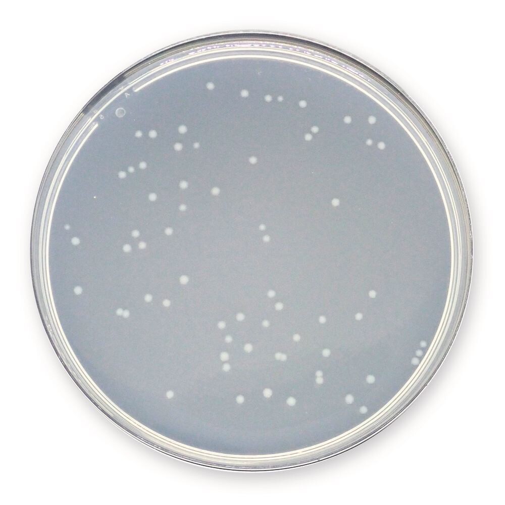 Plate Count Agar, 500 g