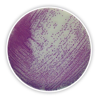 Salmonella chromogenic Agar, 500 g