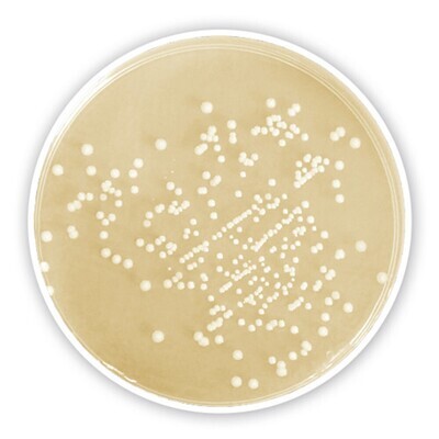 Agar CASO, 5 kg