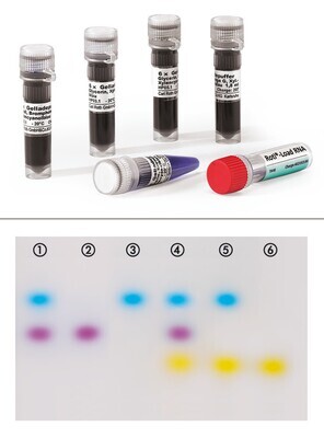 ROTI®Load DNA piccolo (con glicerolo)