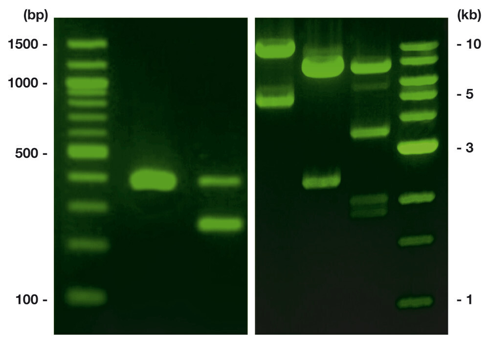 ROTI®GelStain, 1 ml, 1 x 1 ml