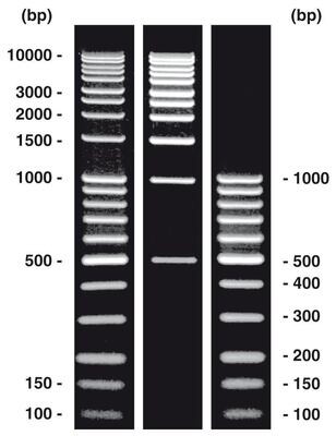 Combiné ADN-Ladder