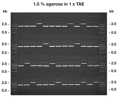 Agarose GTQ, 10 g