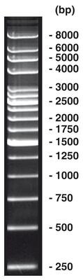 Échelle d&#39;ADN de 250 pb