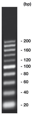 20 bp-DNA-Ladder