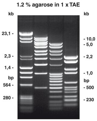 Agarose NEEO Ultraqualität, 100 g