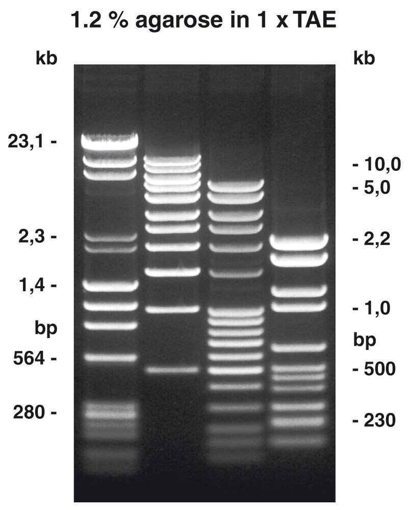 Agarose NEEO ultra-quality, 250 g