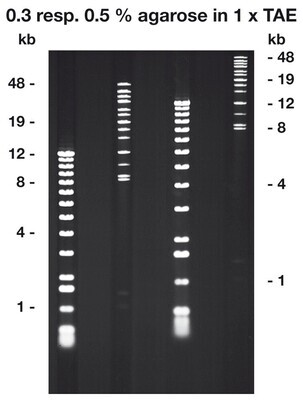 Agarose Pulsed-Field, 25 g