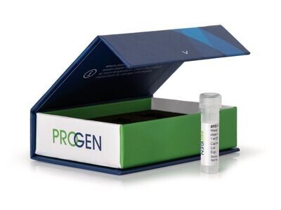 anti-p53 Protein mouse monoclonal, Bp53.11, 0.2 ml