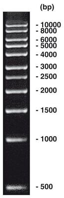 Scala DNA da 1 kbp, 200 µg, 4x 50 µg