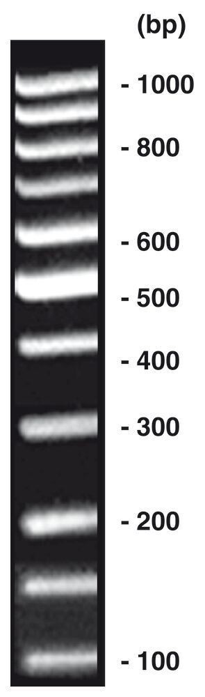 Escalera de ADN de 100 pb ecualizada, 80 µg, 4 x 20 µg