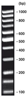 100 bp-DNA-Ladder equalizzato, 80 µg, 4 x 20 µg