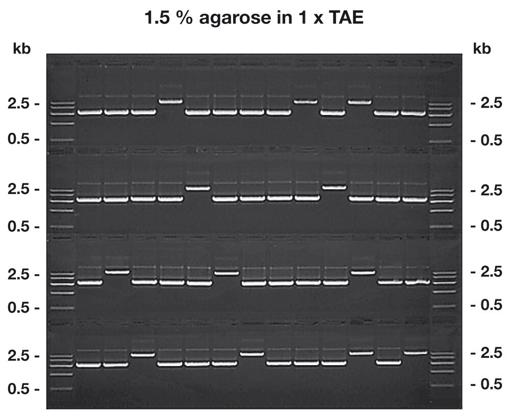 Agarose GTQ, 500 g