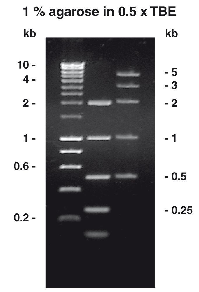 Agarose-Tablets, 20 stuks, blister
