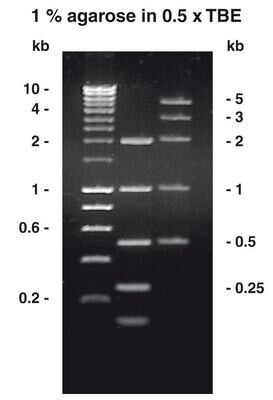 Agarose-Tablets, 20 stuks, blister