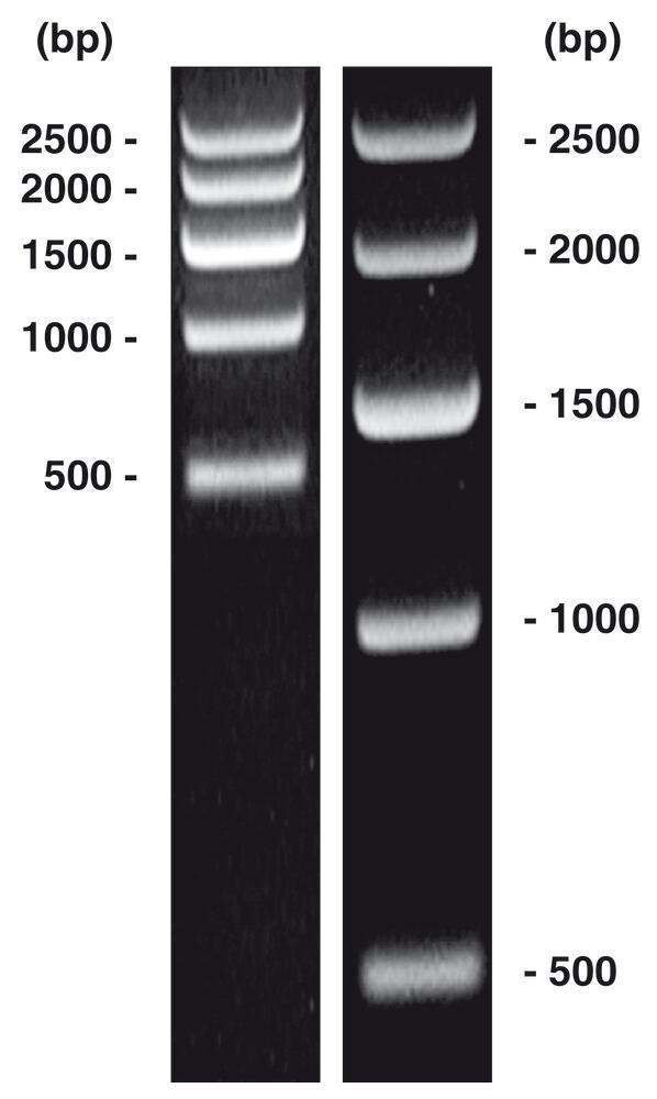 DNA-Marker short-run 1