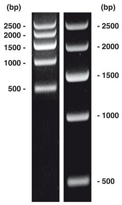 DNA-Marker short-run 1