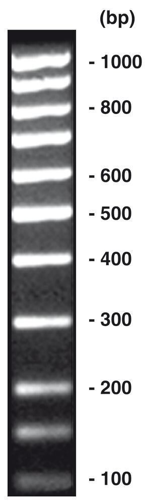 100 pb-ADN-Ladder équimolaire, 200 µg, 4 x 50 µg
