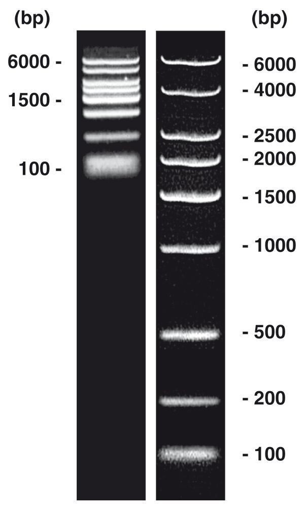 DNA-Marker short-run extended
