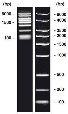 DNA-Marker a breve termine esteso