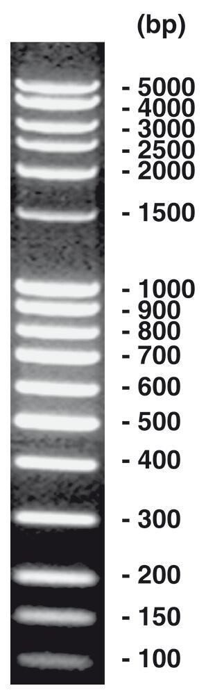 100 bp-DNA-Ladder extended, 50 µg, 1 x 50 µg
