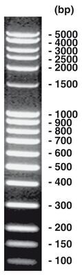 100 bp-DNA-Ladder extended, 50 µg, 1 x 50 µg