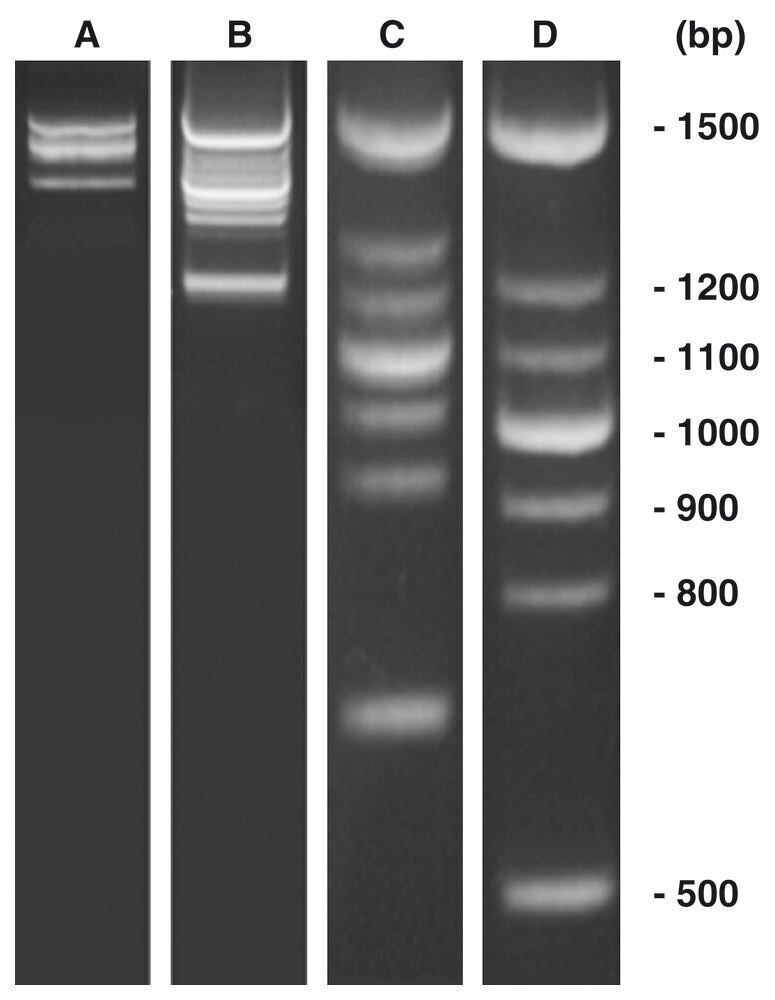 PCR-Marker DNAscore