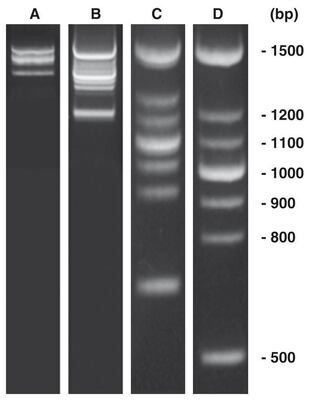 PCR-Marker DNAscore