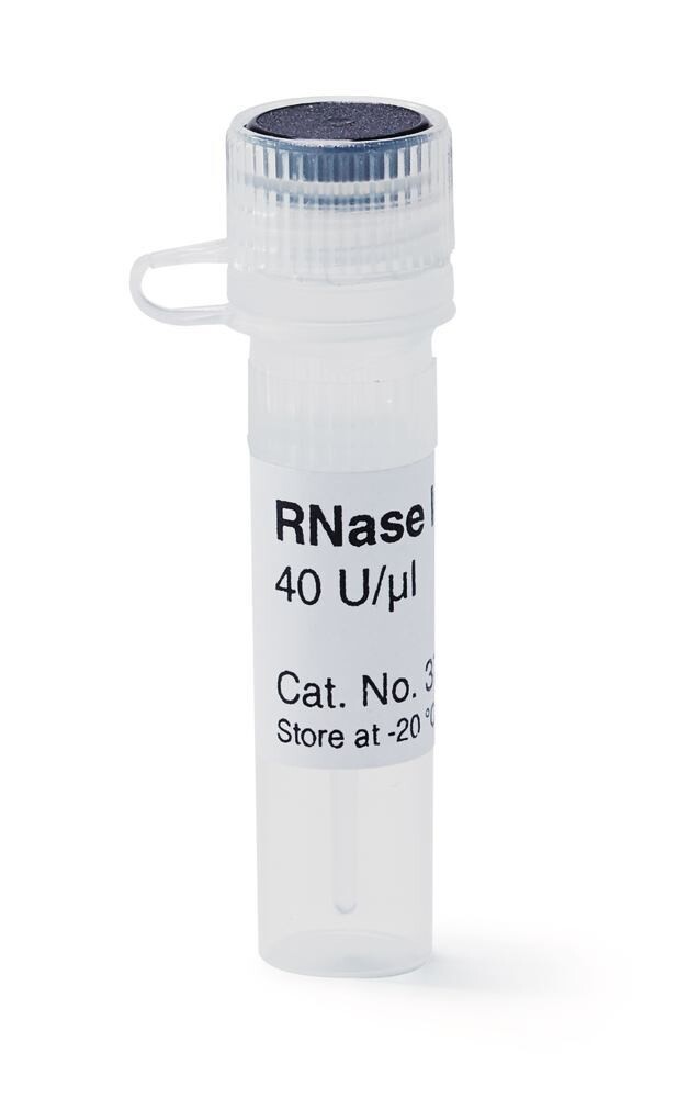 Inhibiteur de la RNAse, 250 µl
